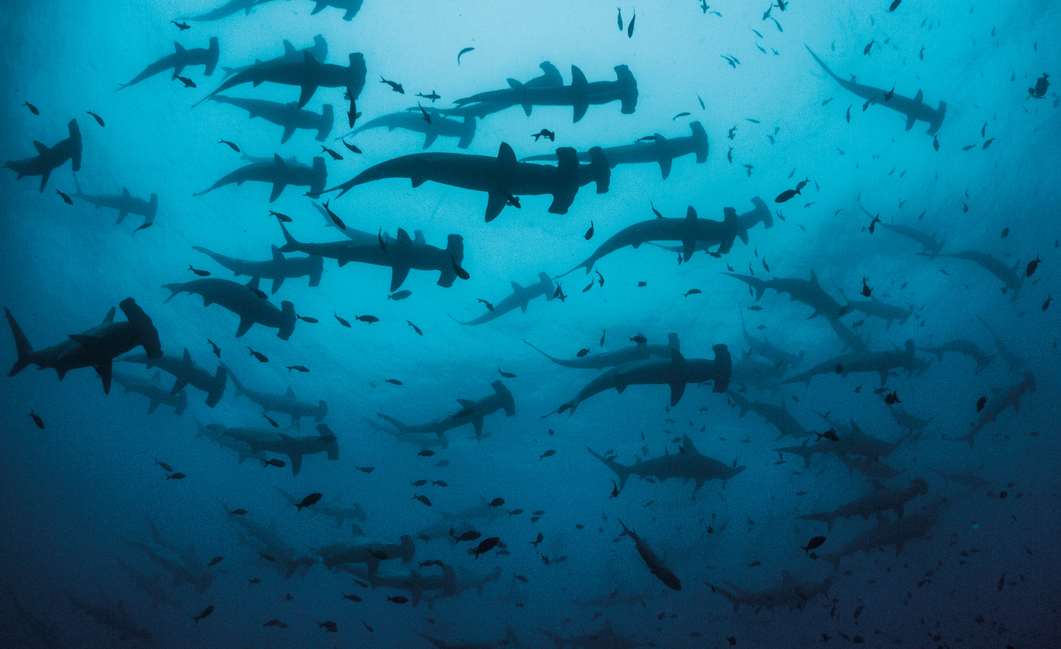 Capital mundial del buceo con tiburones